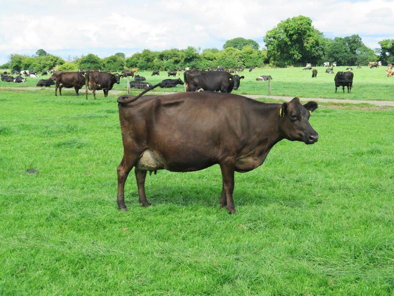 Breeding for the future at LIC farm walk