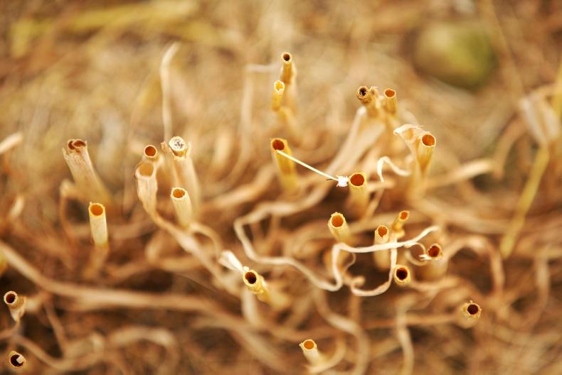 Disappointment from winter barley harvest