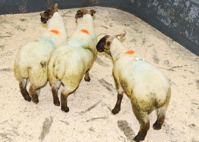 Store lambs in demand at Carndonagh Mart 