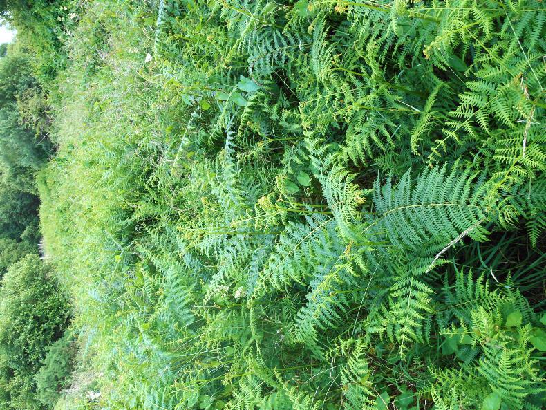 Asulox gets emergency clearance for bracken control