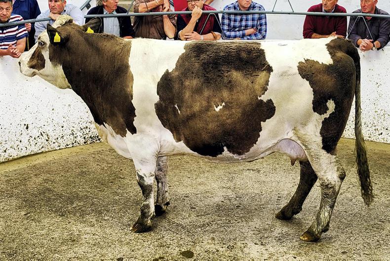 Cull cow trade continues to be strong and steady