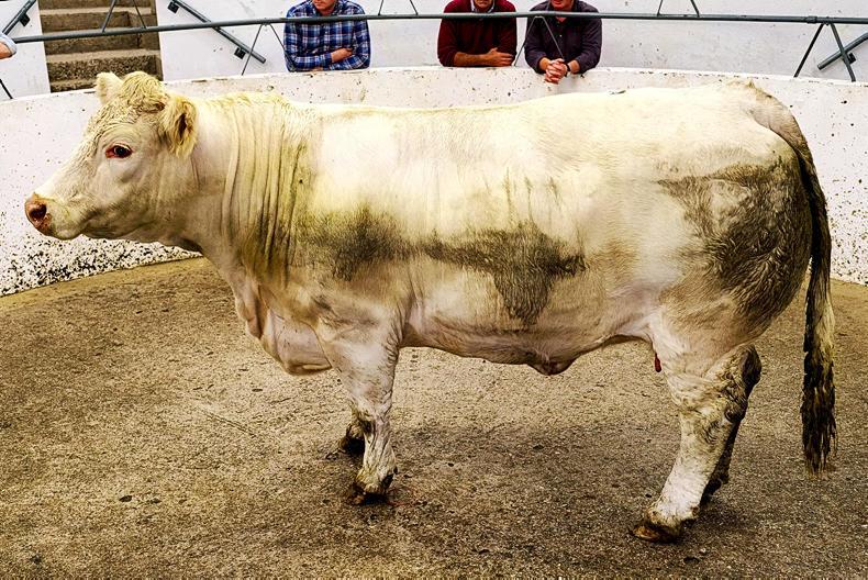 Cattle price: numbers and prices up on last year at marts