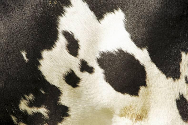 Arla and First Milk announce milk price changes