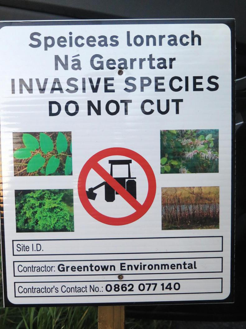 Japanese knotweed: how to treat the dreaded invader