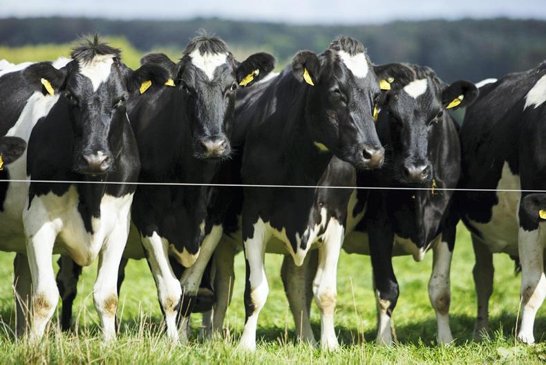 ‘Cautious optimisim’ for dairy but volatility to remain for beef farmers