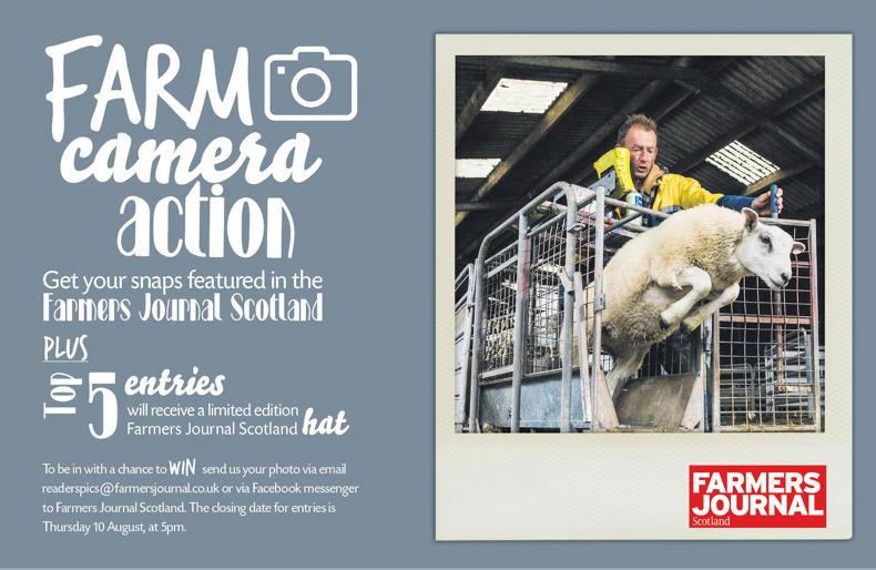 Photo competition: Farm, Camera, Action!