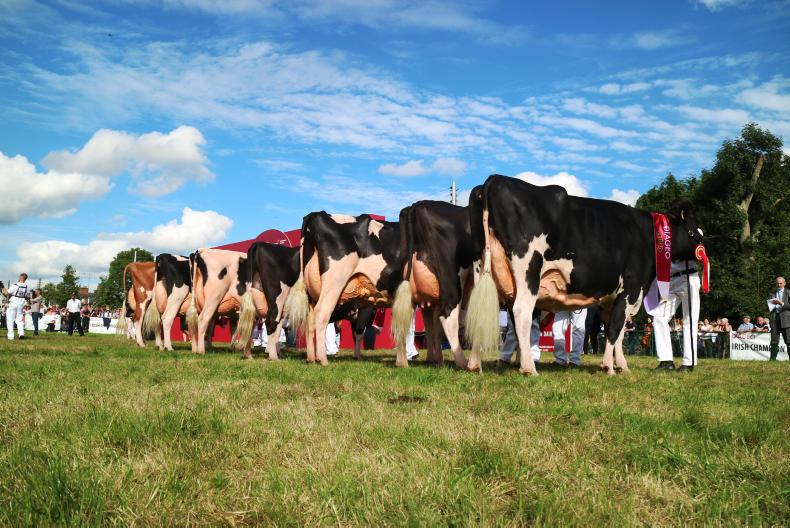 Final call for entries for Diageo Baileys Irish champion dairy cow competition