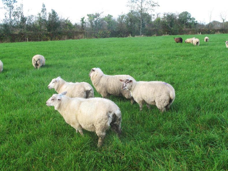 Slaughter performance varying greatly in 2017