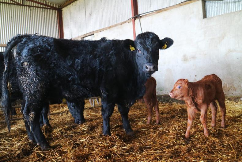 Watch: BETTER farm – which cow would you pick?