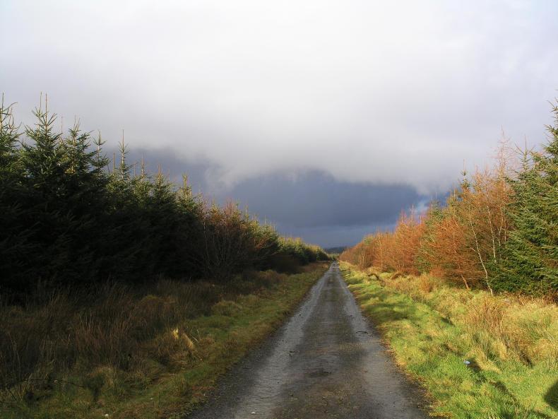 Mid-year forestry report shows major drop in planting