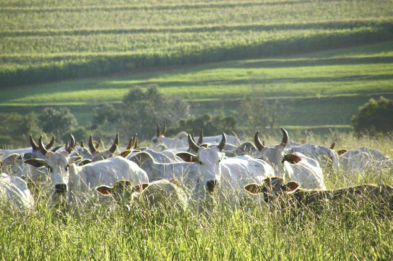 Brazilian beef exports surge in July