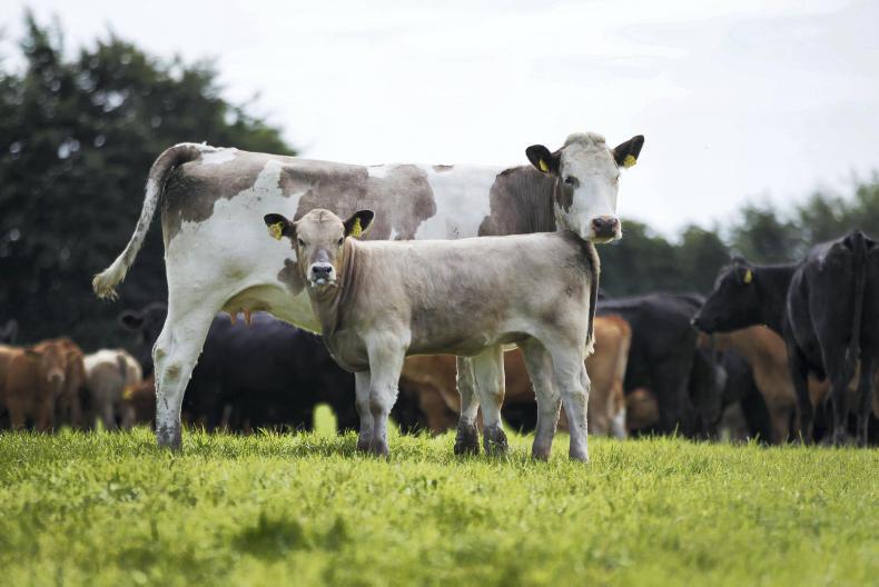 Beef management notes: managing difficult grazing