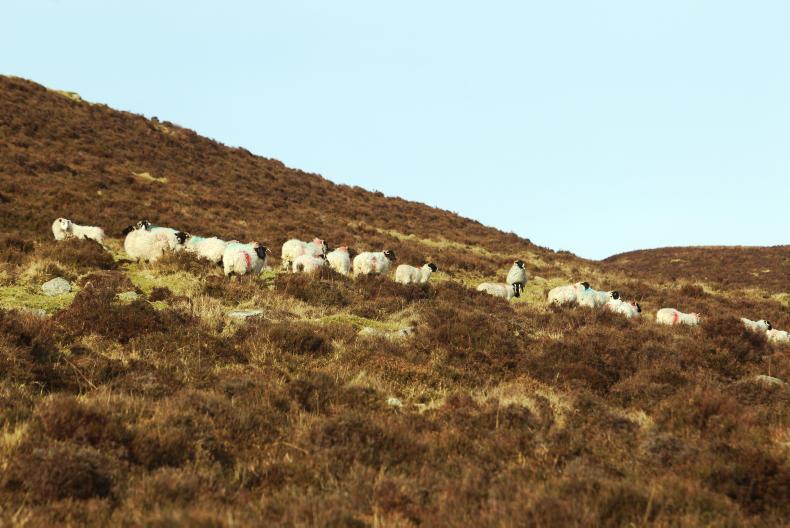 Department seeks 300 advisers for GLAS commonages