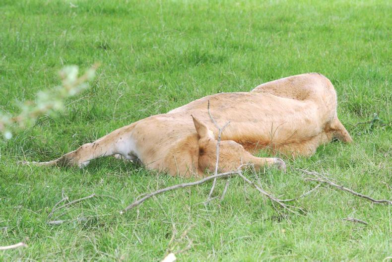 NI industry proposes single outlet for deadstock 