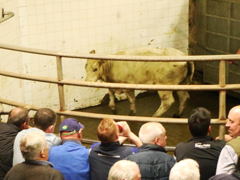 A little more pressure on prices for plain feeding types