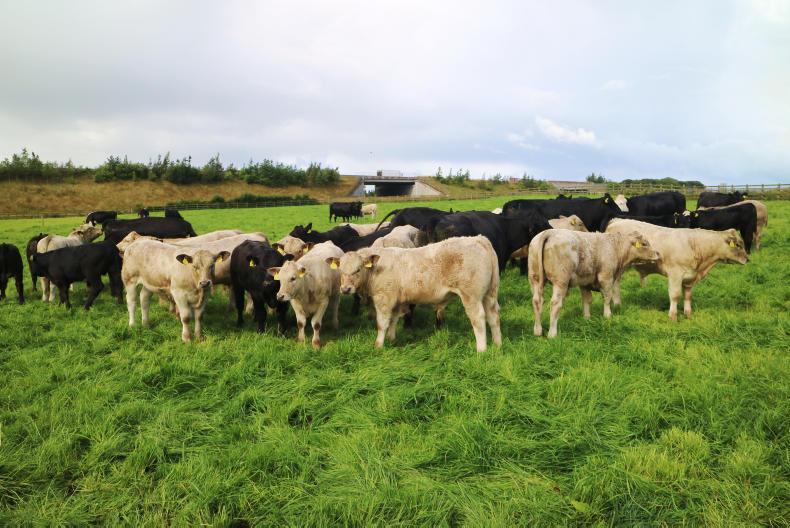 Watch: rain dampening top performance in Newford