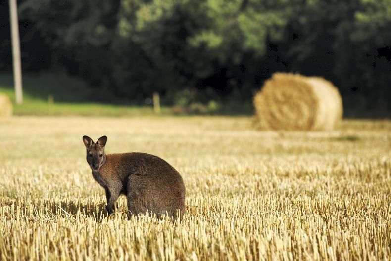 In pictures: escaped wallaby ends up in Cork field 