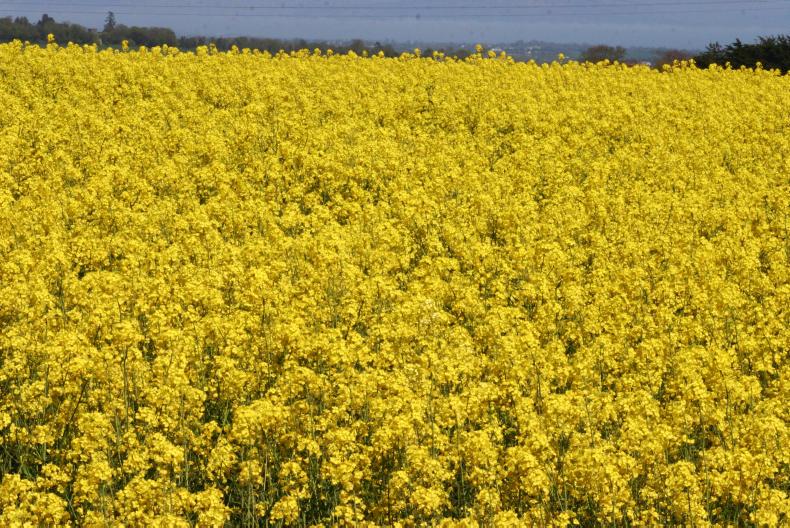 Looking at oilseed rape for 2018
