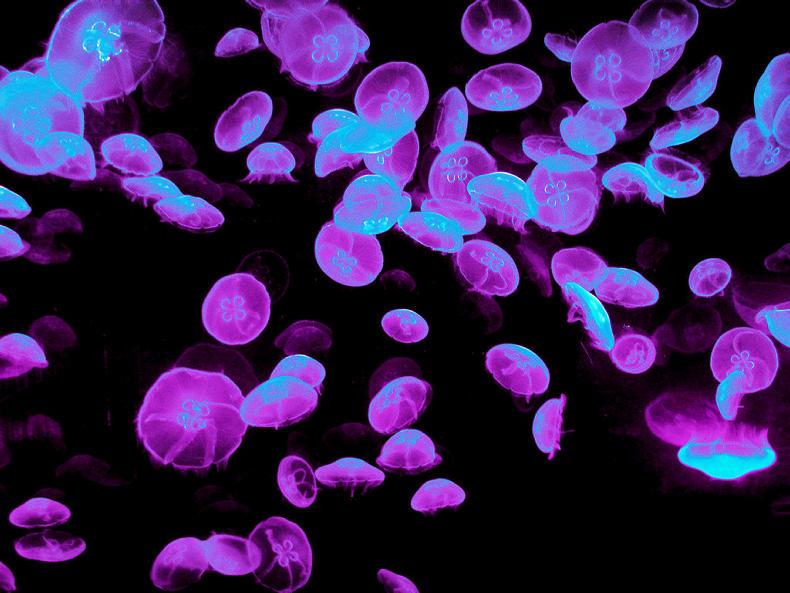 Watch: forget about spuds, would you eat jellyfish crisps?