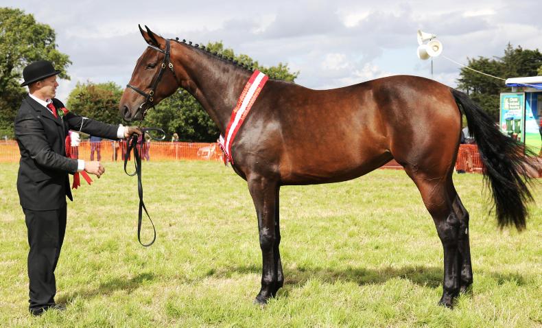 Dan The Man at Kildysart's 75th anniversary show