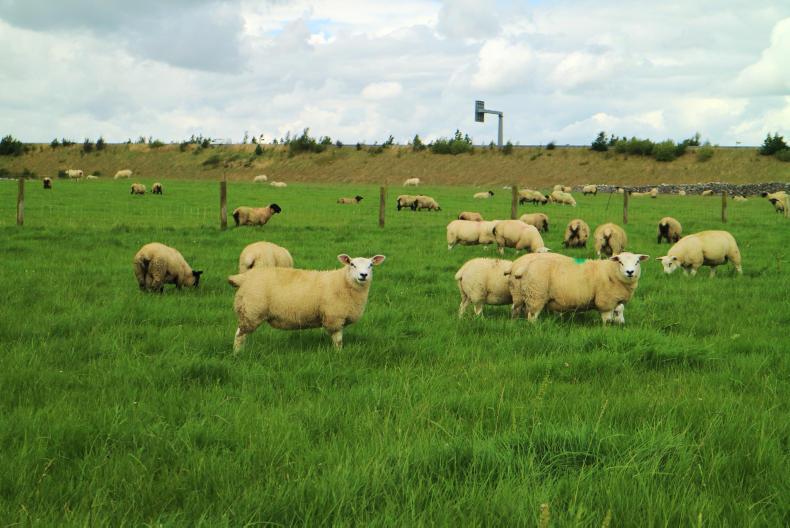 Elite genetics delivering the goods in Athenry