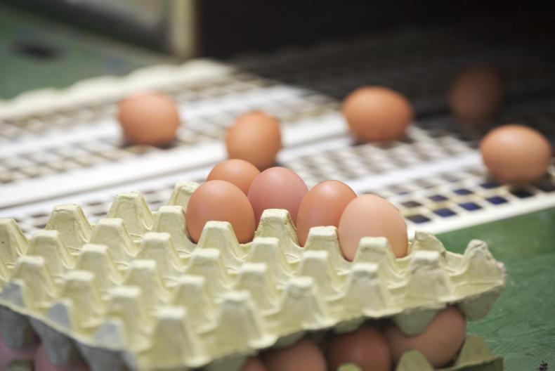 No contamination of Irish eggs – FSAI