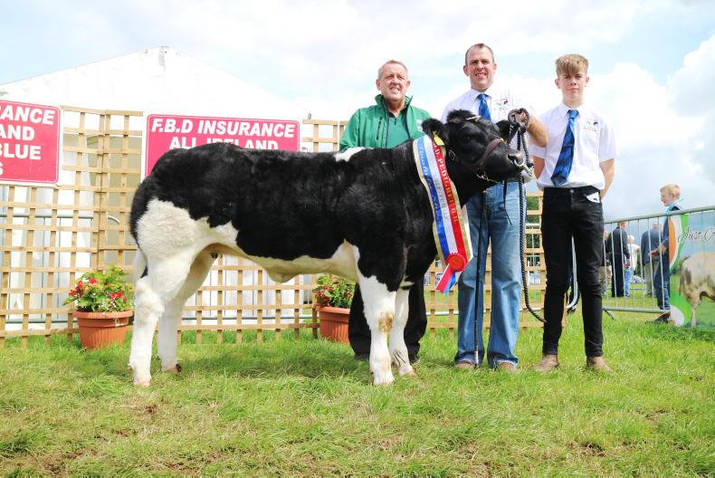 Tinahely hosts Belgian Blue all-Ireland calf finals