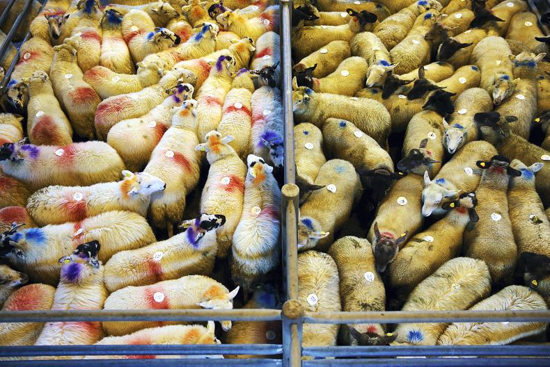 Exporters busy sending out ram lambs