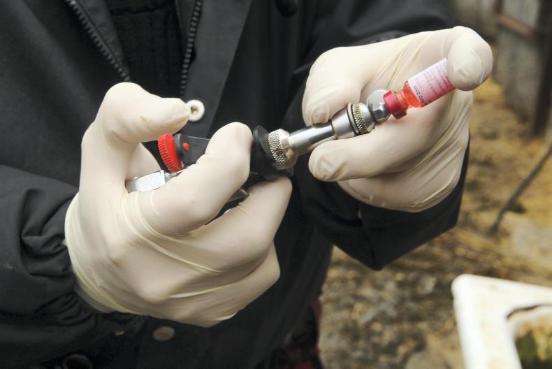 Roadkill under surveillance after TB found in badgers