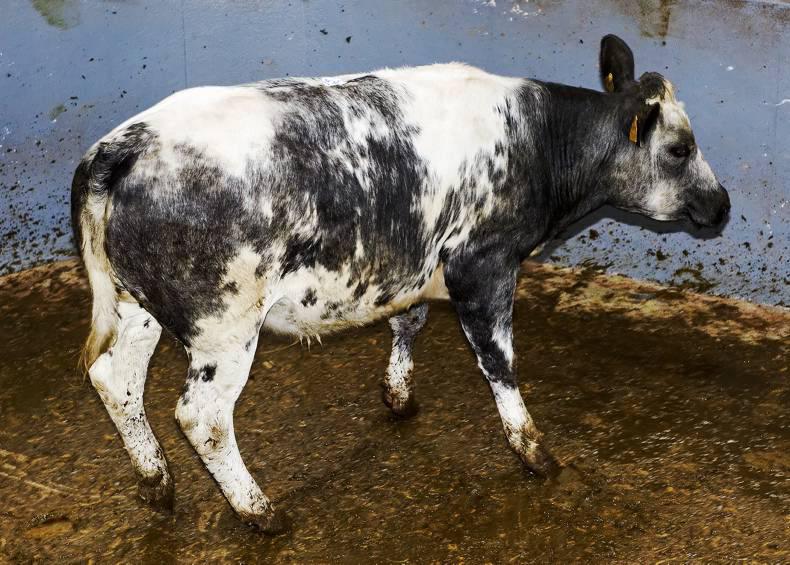 Cattle prices: positive start to weanling sales