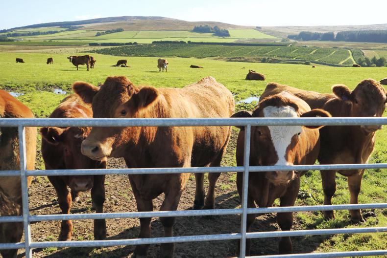 Blending cows, Christmas trees and hens into a viable business model in Dumfries