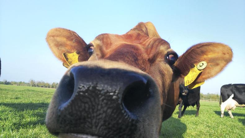 Women in dairy network launched