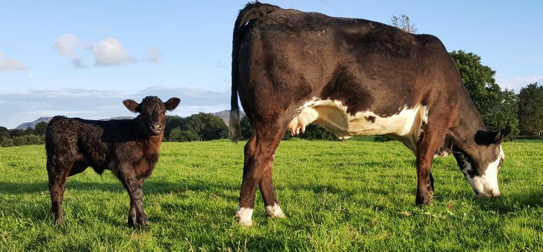 Farmer loses BDGP appeal after calves were not registered on time