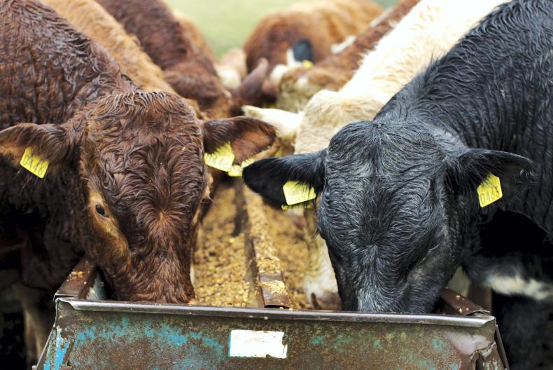 Weanling series: decision time on creep feed