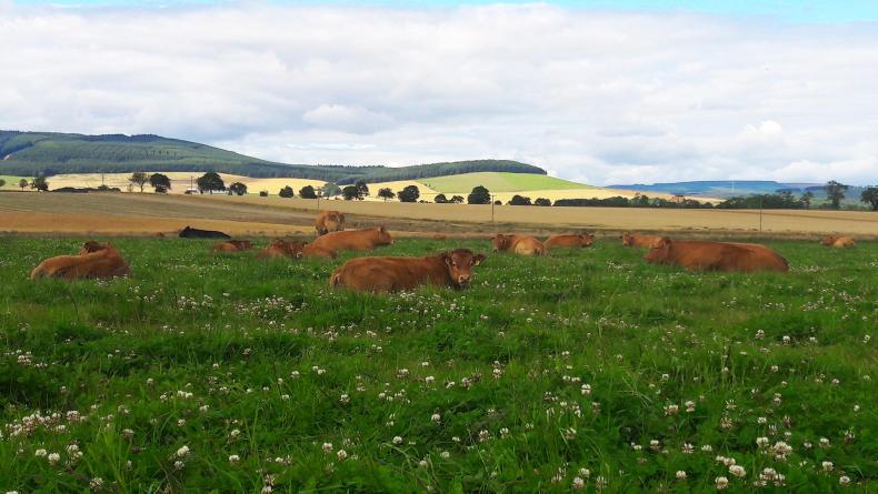 Difficult grazing conditions at Drumforber