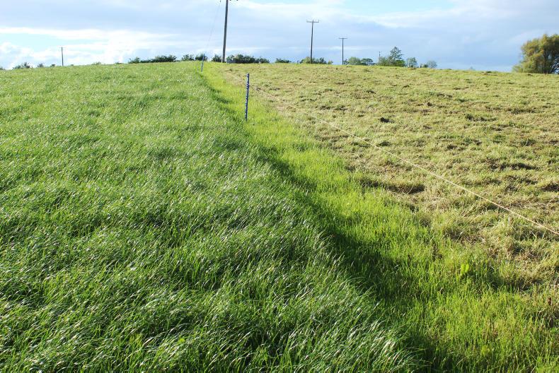 Monday management how to build up grass covers 30 November 0001 Free