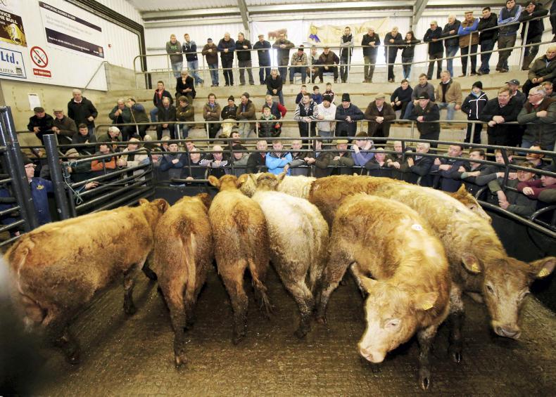 Thousands of cattle to sail for Turkey next week