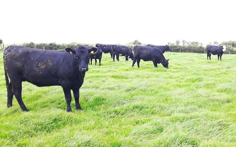 Young suckler herd in expansion mode