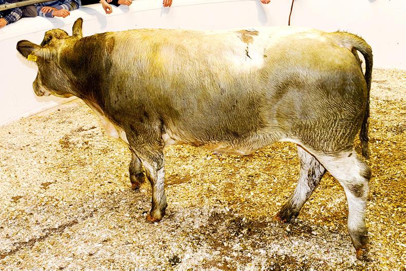 Cattle prices: larger numbers and weaker demand hits mart trade