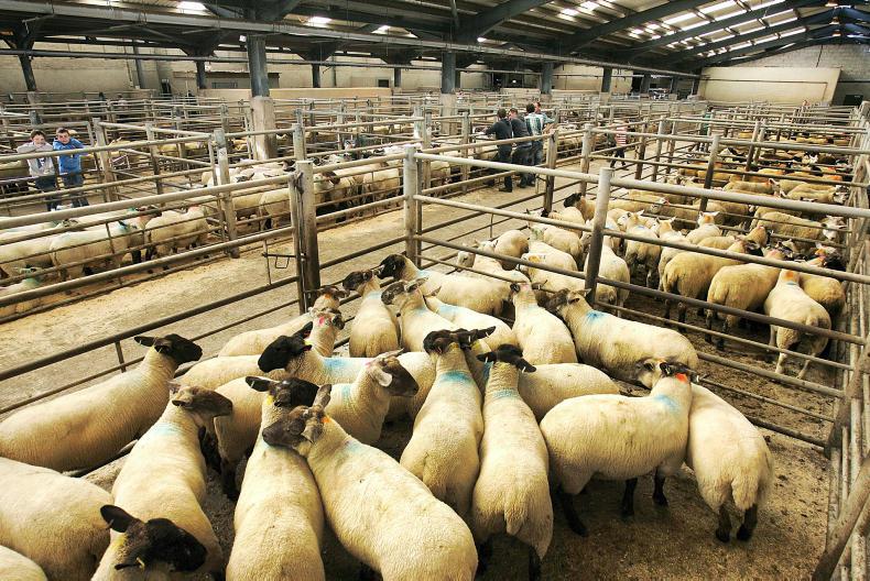 More factory demand for lamb Premium