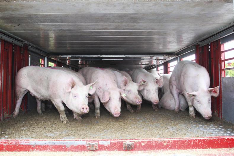 Pig transport: driver's hours relaxed
