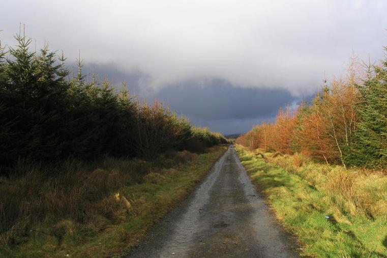 Mobilising our forest resource