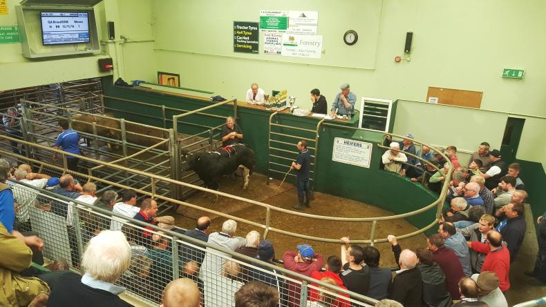 Buyers paying extra for quality bull weanlings at Kenmare