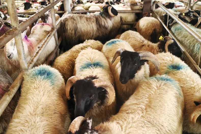 In pictures: strong demand for Mule hoggets and ewe lambs at Maam Cross