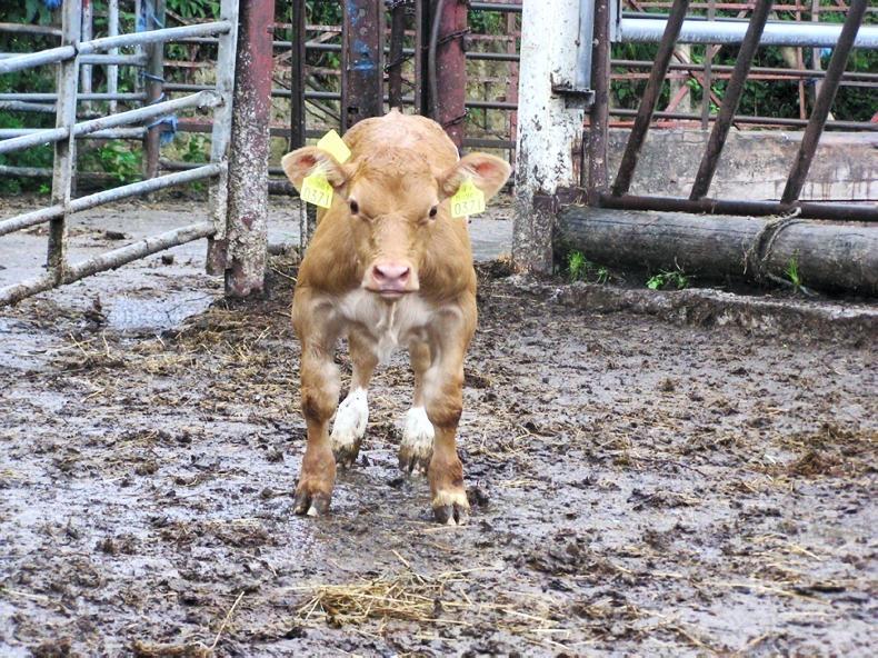 Dwarf calves among the most common defect reported by beef farmers