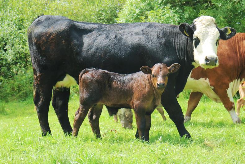 Watch: hoping for heifers in Thomastown