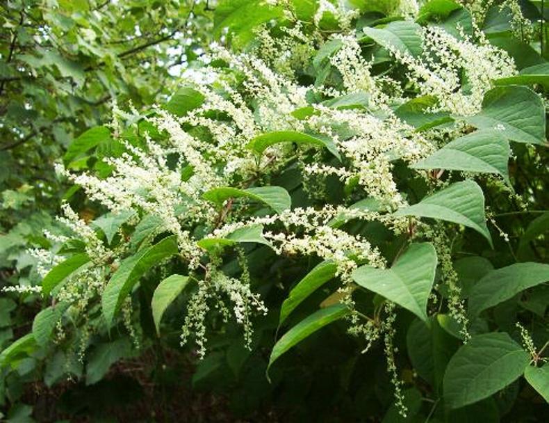 Japanese knotweed – invasive and decorative