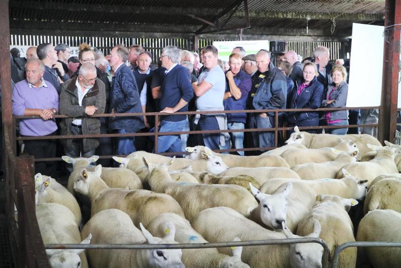 Breeding and finishing lambs in 23 August 2017 Premium