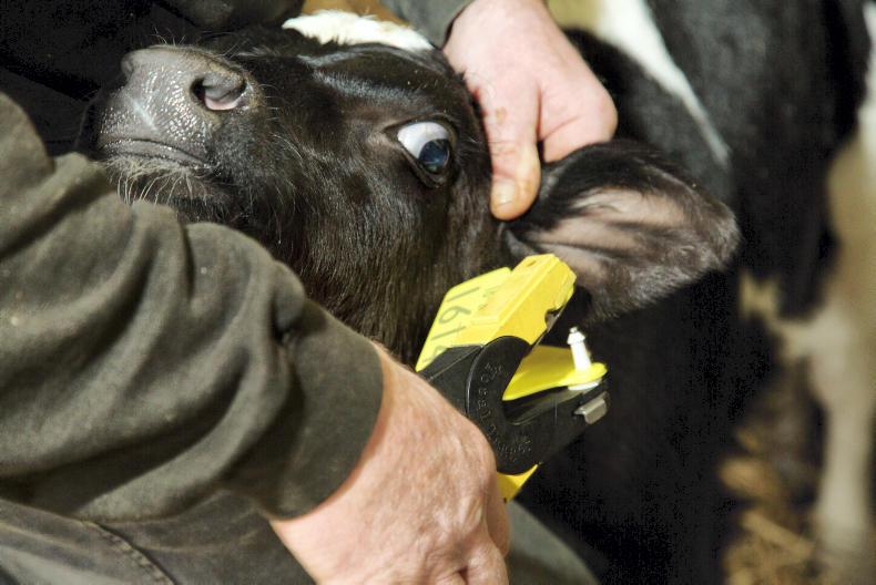 Just 38 herds retaining PI animals born in 2017