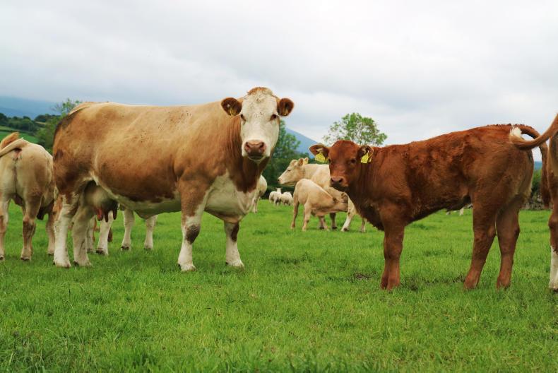 Beef management notes: weaning calves early
